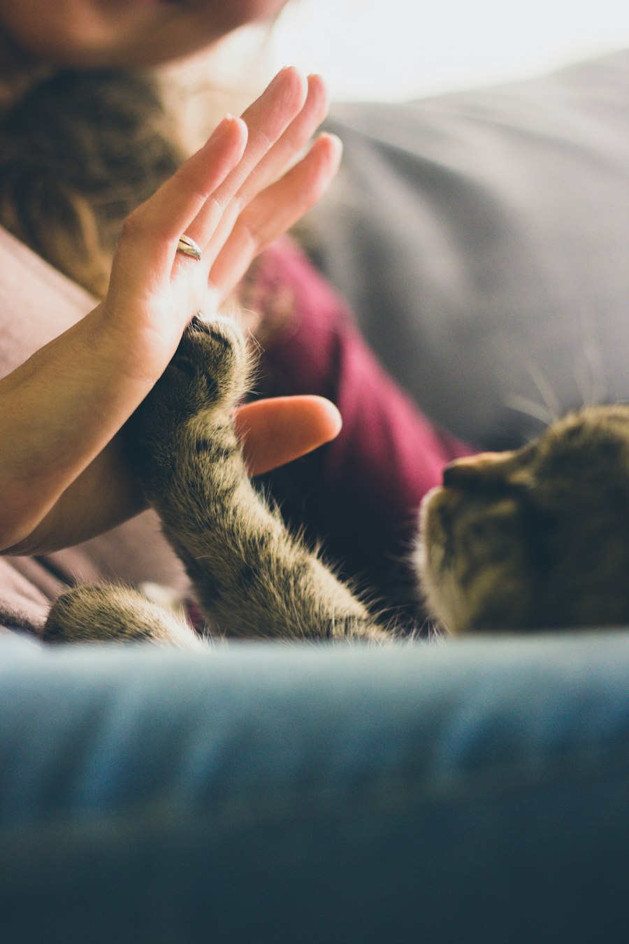 A tabby cat touching a person's palm