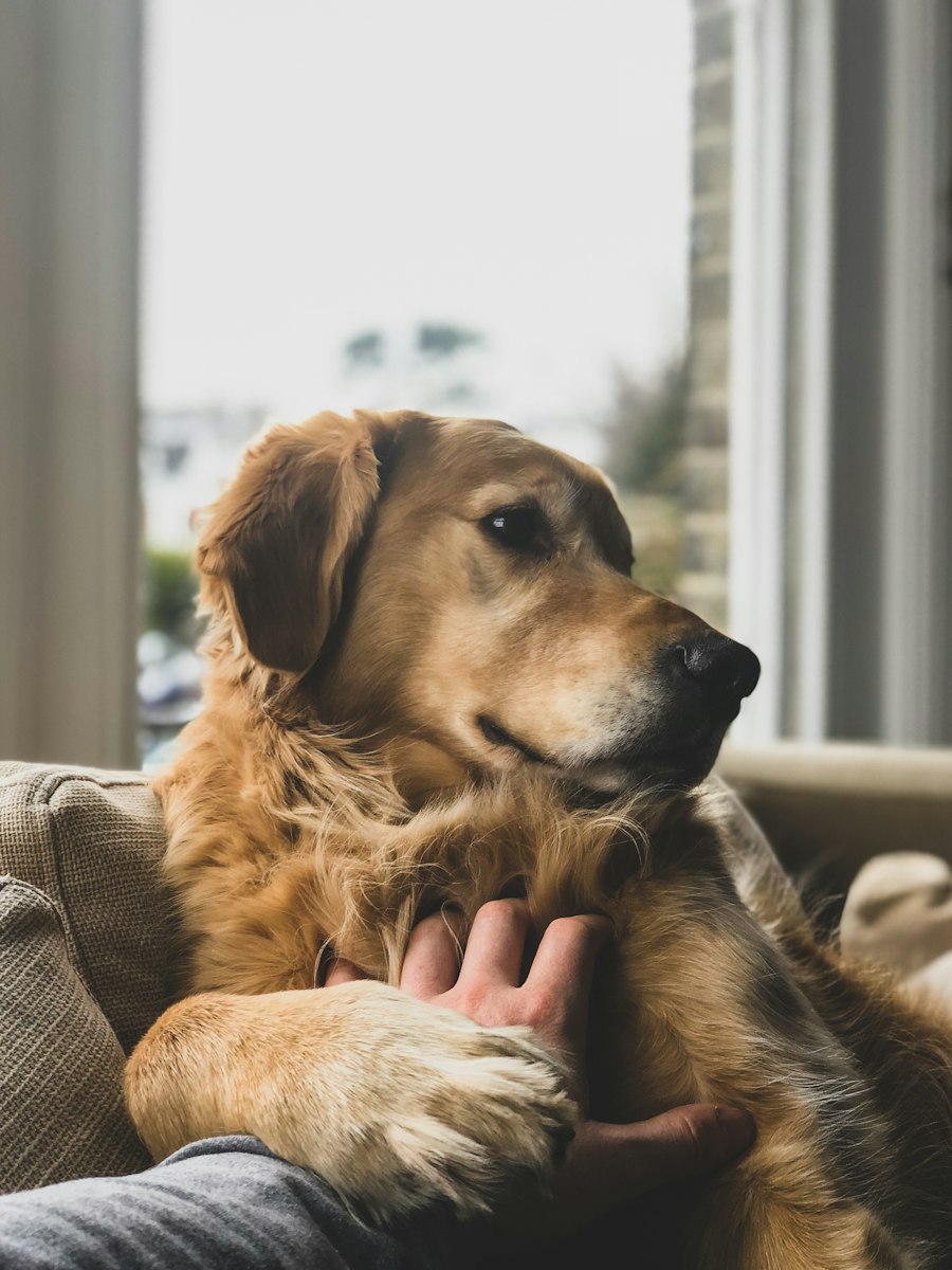 A golden retriever on the couch looking out the window