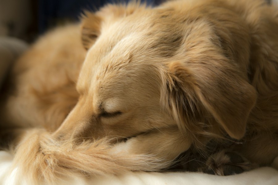 A golden dog asleep on a blanket